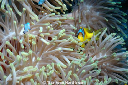 Mr Nemo by Thor Arne Marthinsen 